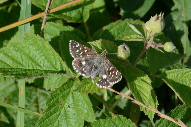 Pyrgus malvoides ?